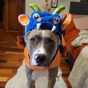 Dragon Dog Costume - Blue and Orange